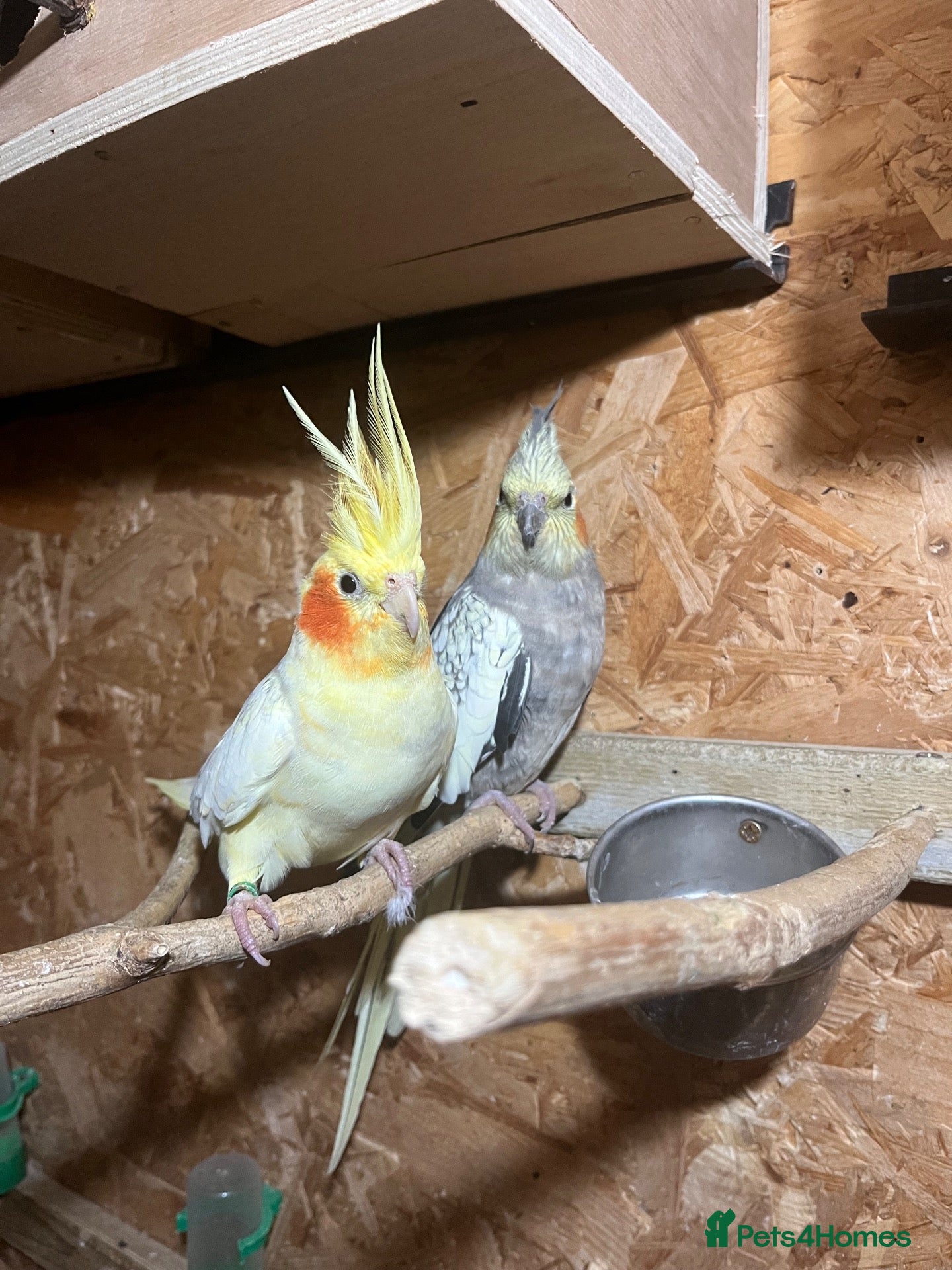 Cockatiels birds Beautiful Bonded Cockatiel Pair 🐦❤️ - Advert 4