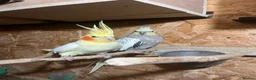 Cockatiels birds for sale: Beautiful Bonded Cockatiel Pair 🐦❤️ - Advert 1