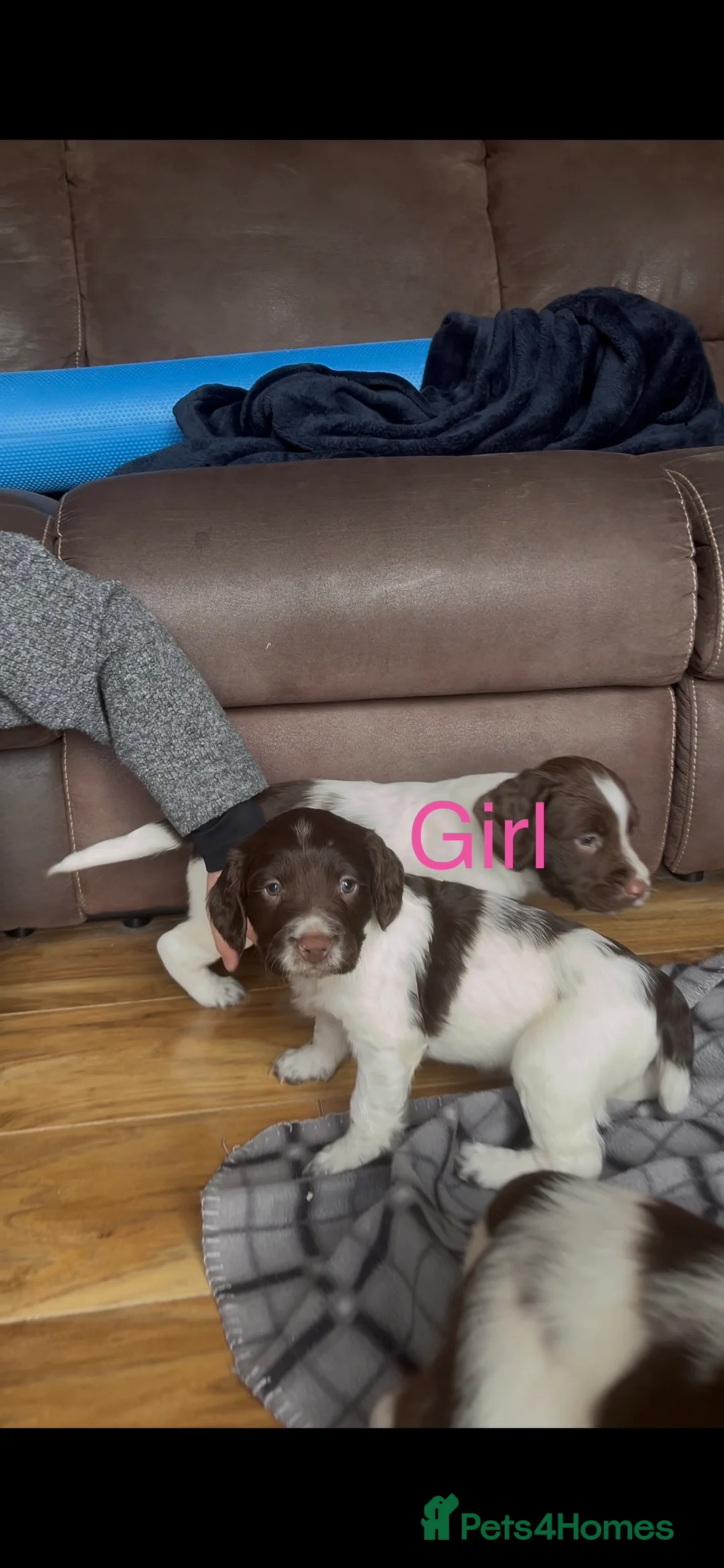 English Springer Spaniel dogs for sale: 5 beautiful English springer spaniel puppies  - Advert 13