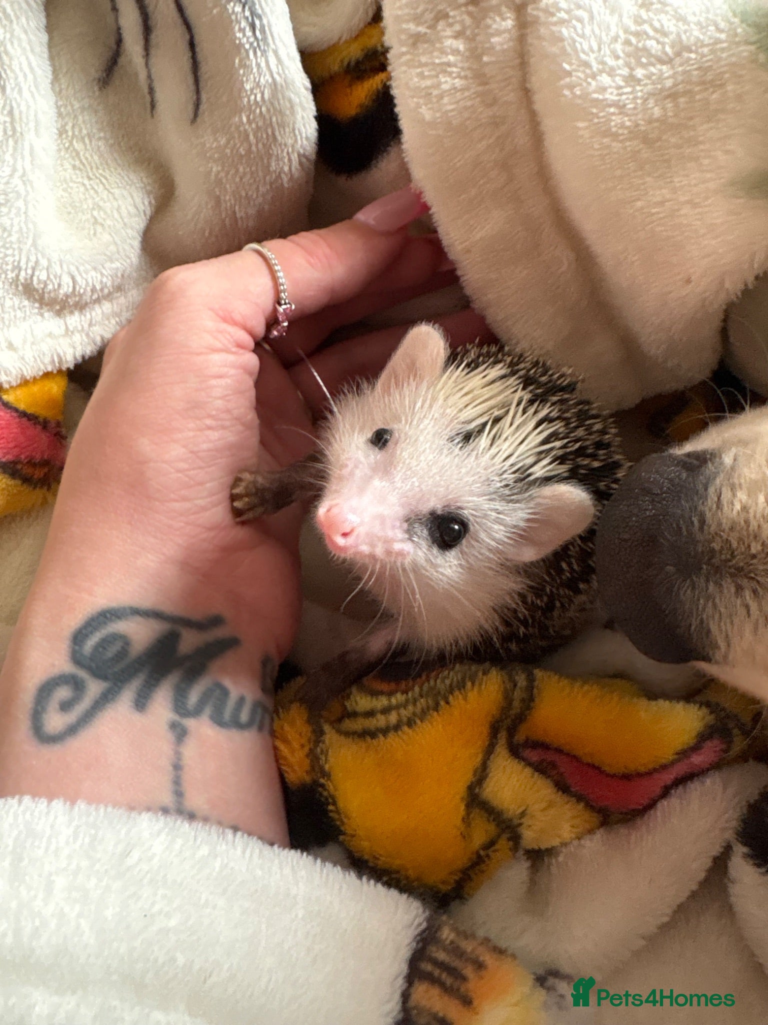 Pygmy Hedgehog rodents Male African Pygmy hedgehog  - Advert 4