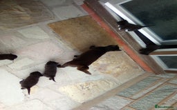 Mixed Breed cats for sale: Three black/white kittens need new home - Image 5