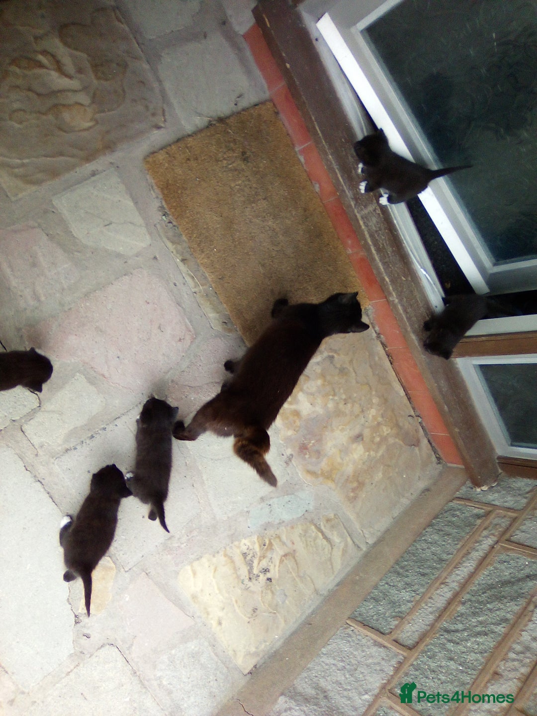 Mixed Breed cats for sale: Three black/white kittens need new home - Image 5