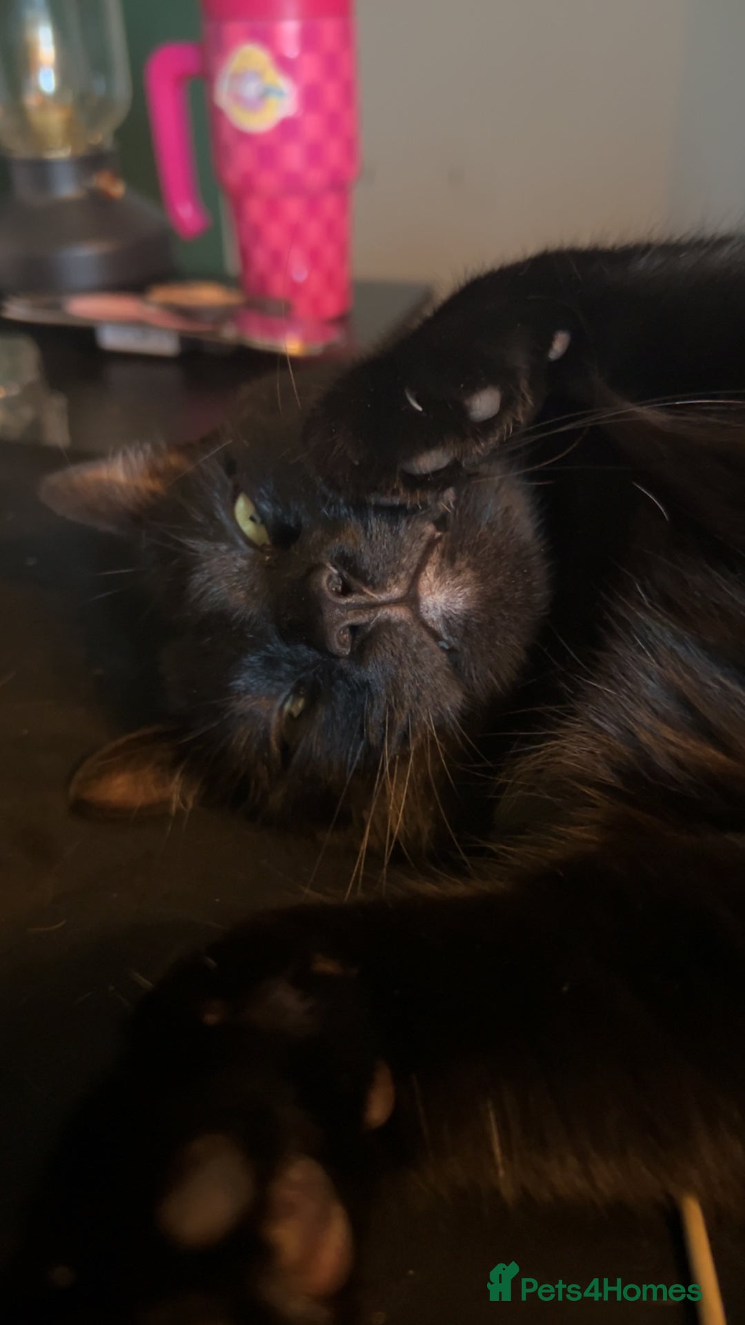 Mixed Breed cats for sale: Mischief and Storm - Advert 8