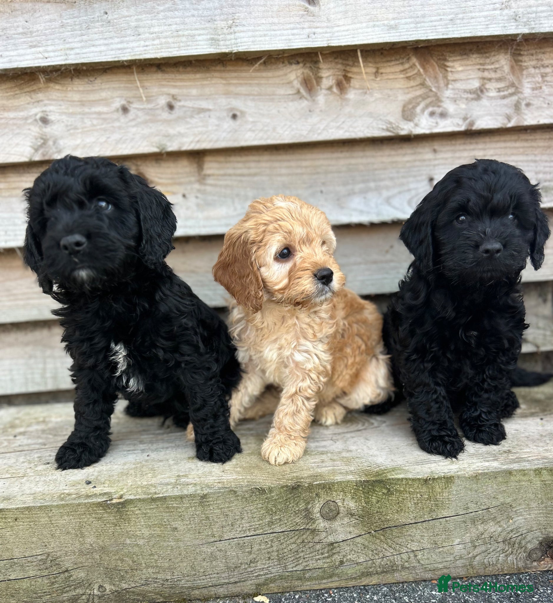 Cockapoo dogs Cockapoo pups f1 - Advert 1