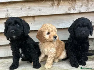 Cockapoo dogs Cockapoo pups f1 - Advert 1