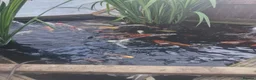 Koi Carp fish for sale: Koi carp various sizes - Advert 4