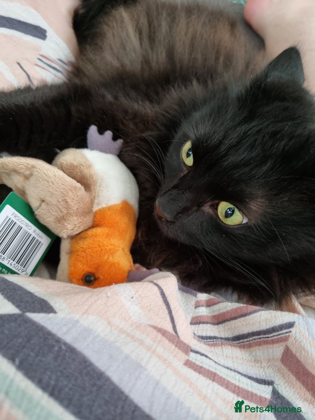 British Longhair cats for sale: Beautiful Male Neutered Black House Cat - Image 5