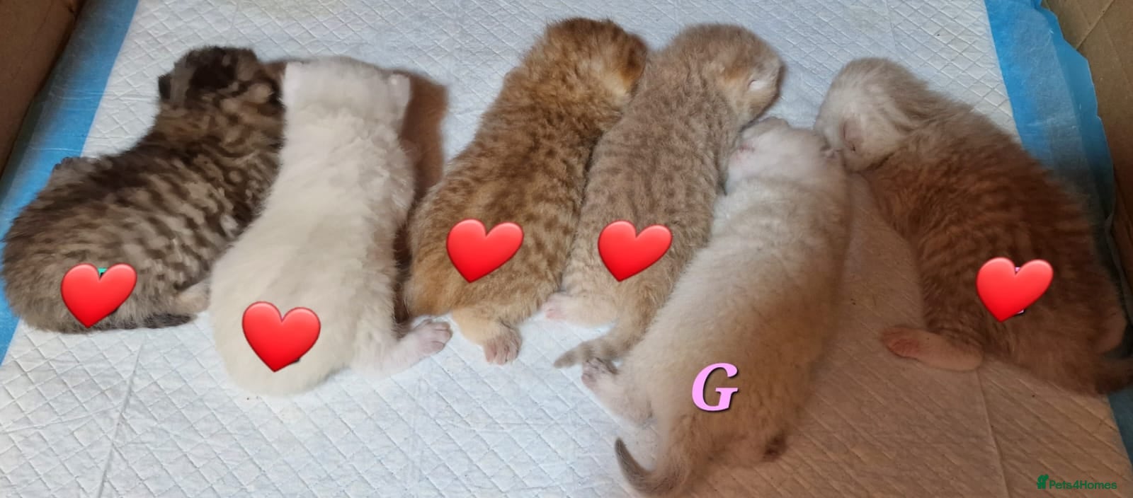 British Shorthair cats 💕LAST GIRL💕GOLDEN POINT BRITISH SHORTHAIR  - Advert 5