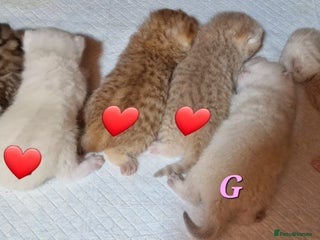 British Shorthair cats 💕LAST GIRL💕GOLDEN POINT BRITISH SHORTHAIR - Advert 6