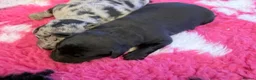 Labrador Retriever dogs for sale: Labrador puppies - Advert 7