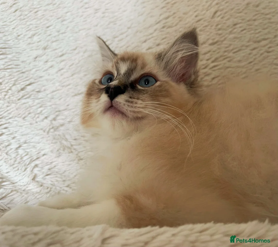 Ragdoll cats for sale: TICA Registered Ragdoll Kittens - Advert 2