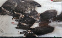 Maine Coon cats for sale: Maine coon kittens full papers  - Image 2