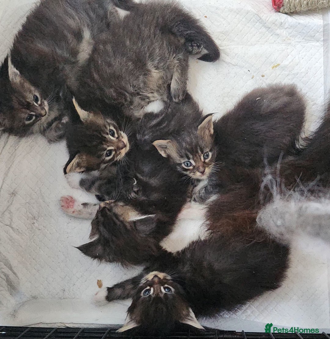 Maine Coon cats for sale: Maine coon kittens full papers  - Image 2