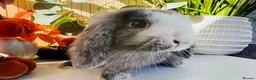 Mini Lop rabbits for sale: Magpie Mini Lop Buck - Advert 2
