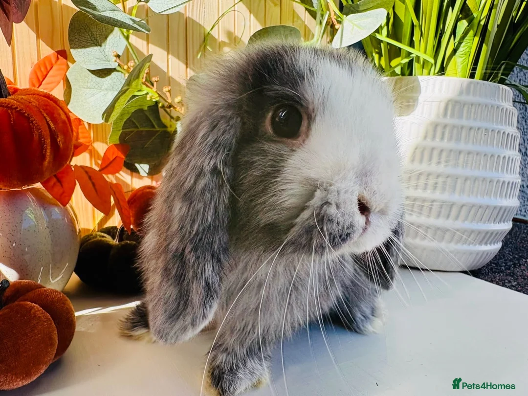 Mini Lop rabbits for sale: Magpie Mini Lop Buck - Advert 2