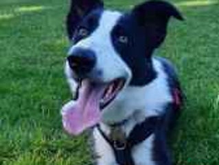 Border Collie dogs in Oxford - Advert 3
