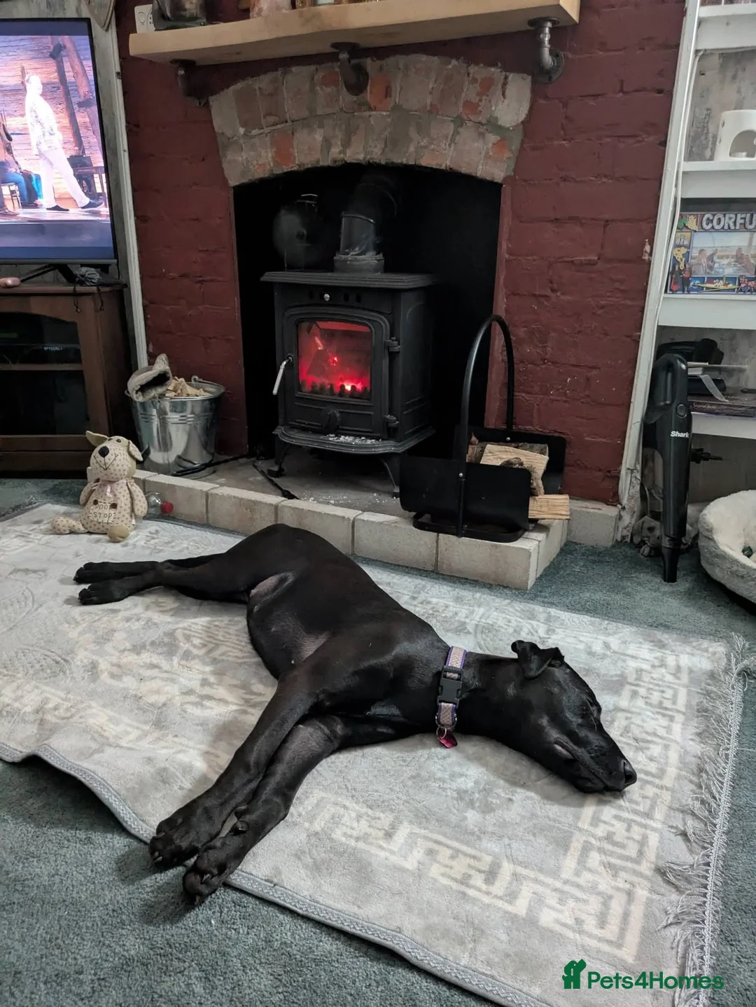 Mixed Breed dogs for sale: 7 month old dobermann x American bulldog  - Advert 1