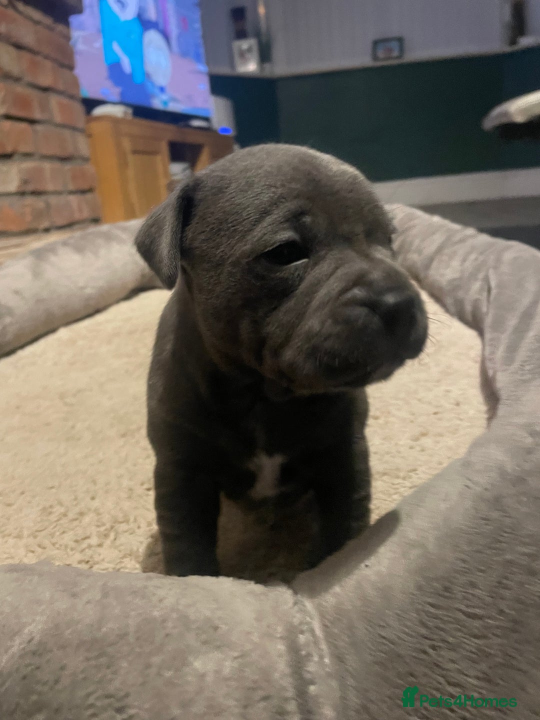 Staffordshire Bull Terrier dogs for sale: Staffordshire Blue KC Registered Kassius Pups - Advert 4