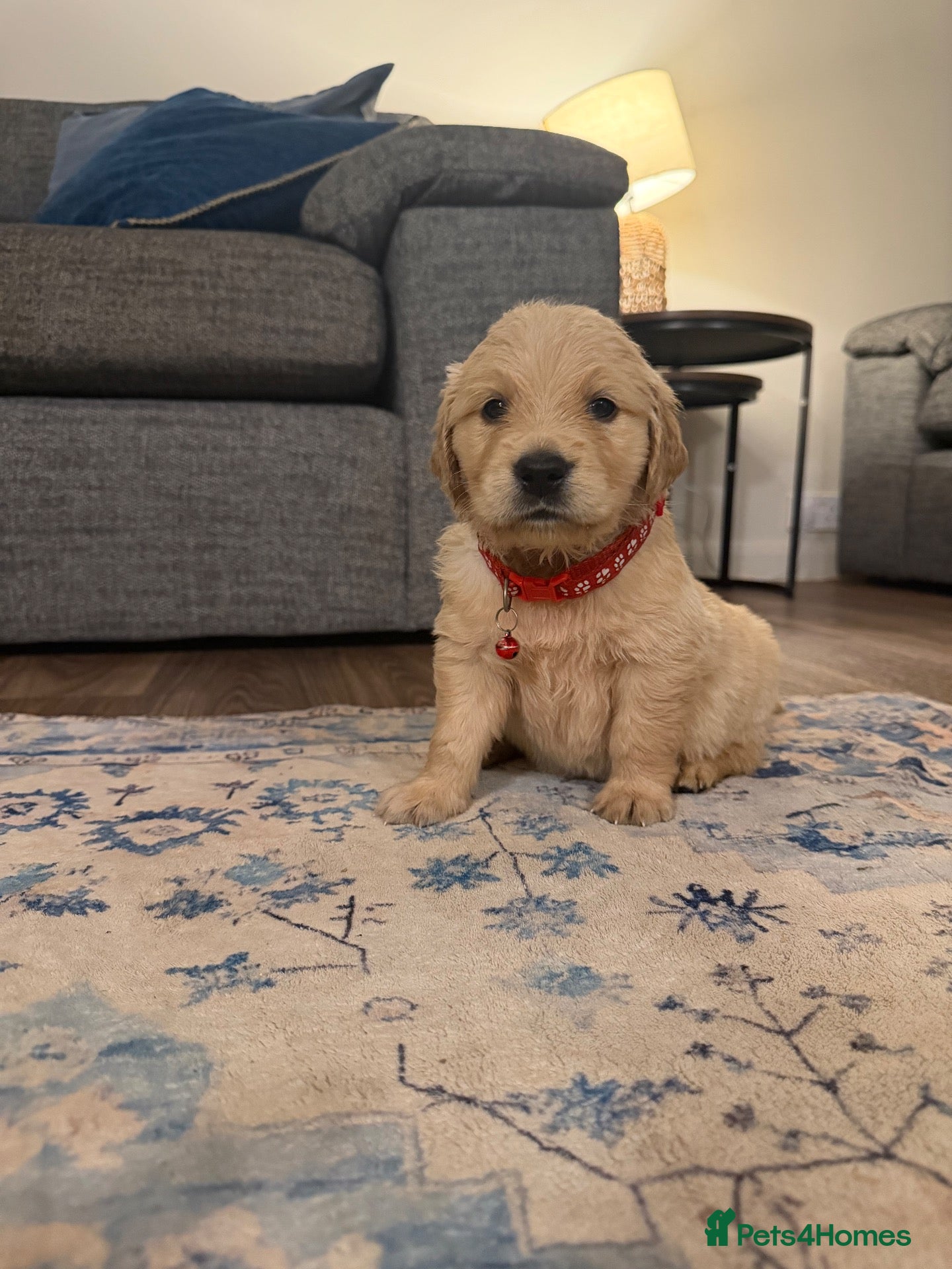 Golden Retriever dogs 🌟4 beautiful boys 🌟 exceptional pedigree!  - Advert 5