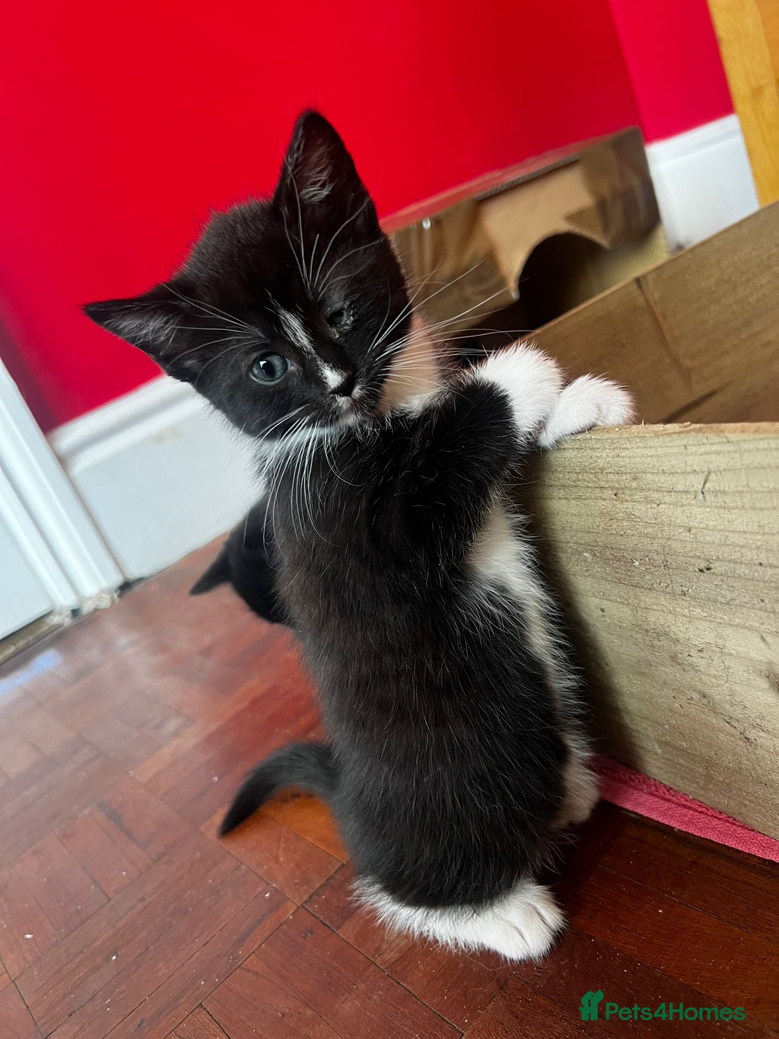 Mixed Breed cats Kittens for Sale - Advert 1