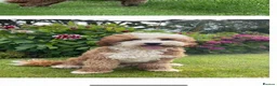 Australian Labradoodle dogs for sale: Multigenerational Australian Labradoodle Puppies - Advert 24