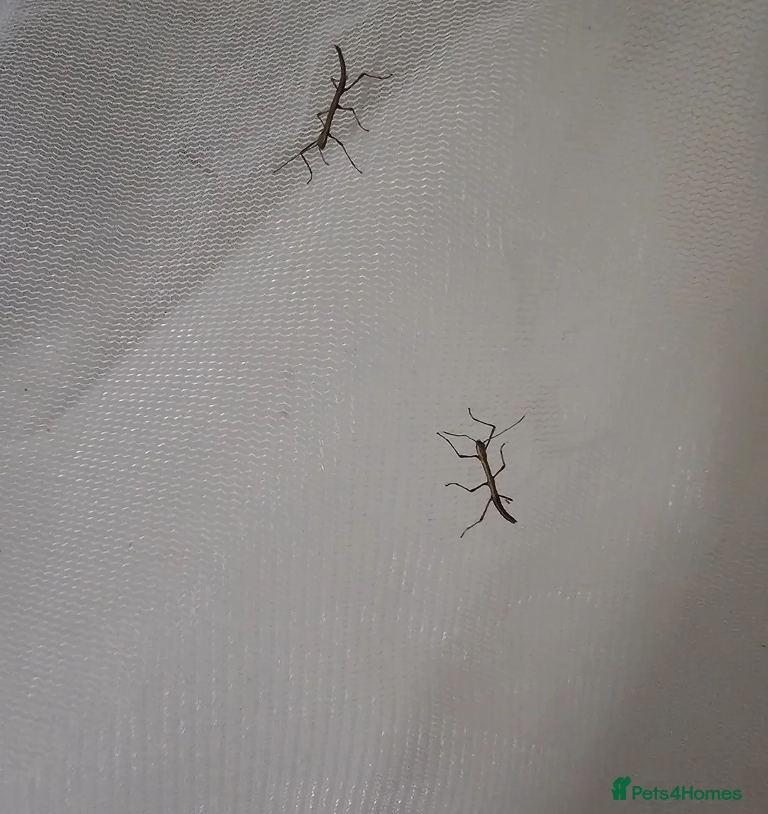 Stick Insects invertebrates for sale: Indian Stick Insects - Advert 5