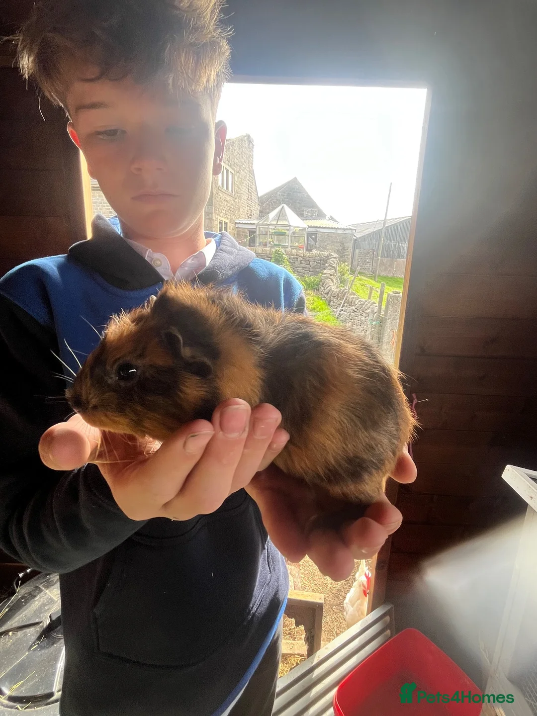 Guinea Pig rodents for sale: Well handled outdoor reared guinea pigs  - Advert 2