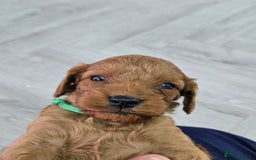 Cavapoo dogs for sale: cavapoo puppies - Image 15
