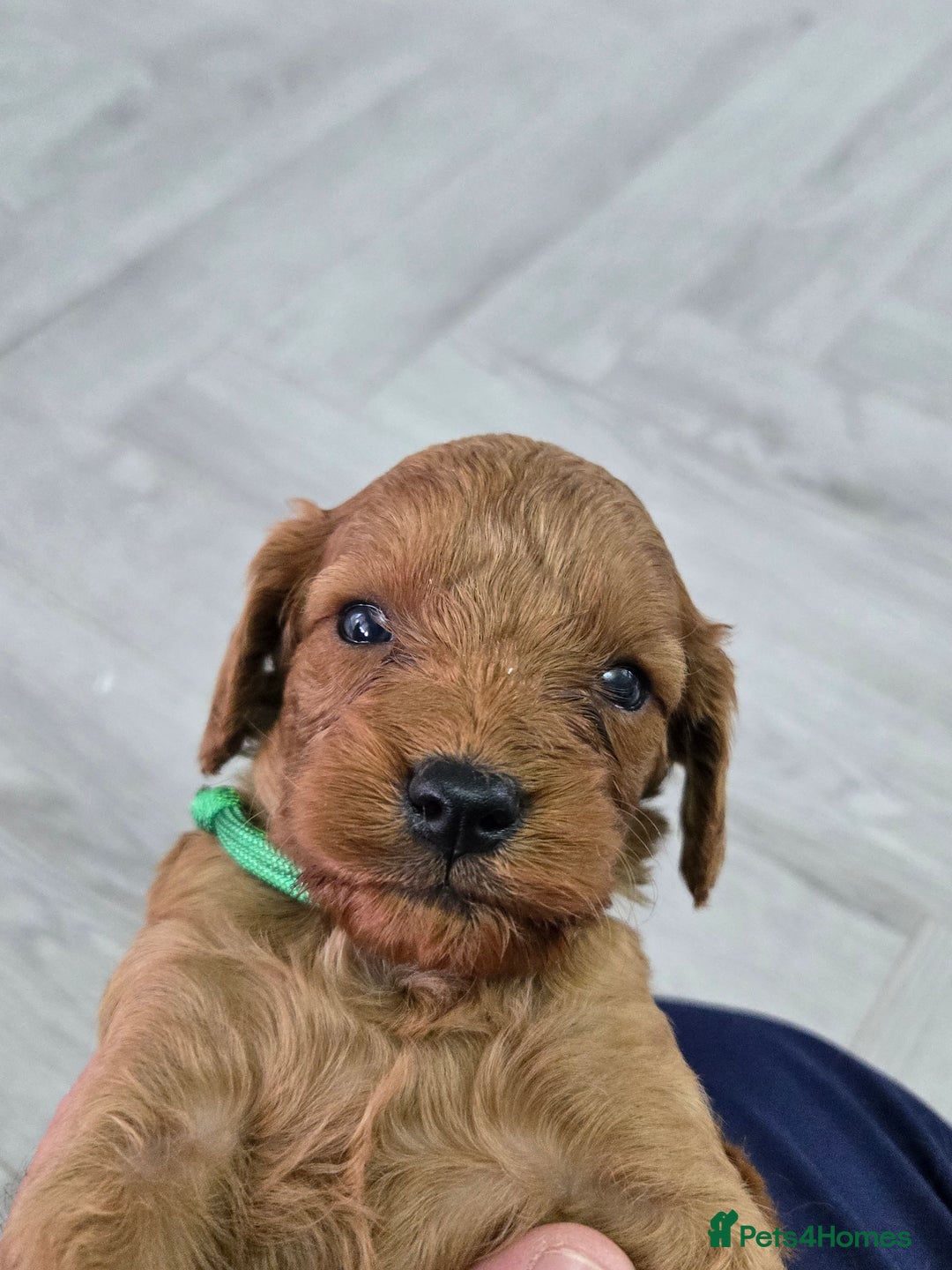 Cavapoo dogs for sale: cavapoo puppies - Image 15
