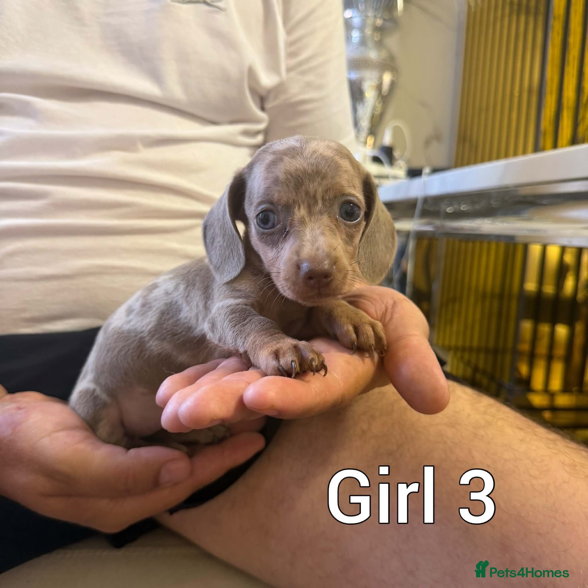 Miniature Dachshund dogs Miniature dachshund  - Advert 6