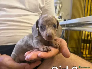 Miniature Dachshund dogs Miniature dachshund - Advert 3