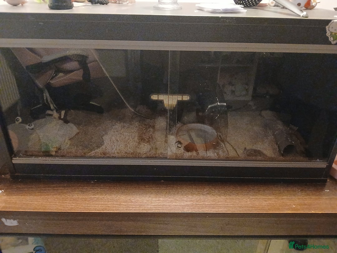 Snake reptiles for sale: Albino Sandboa and vivarium for sale - Advert 4