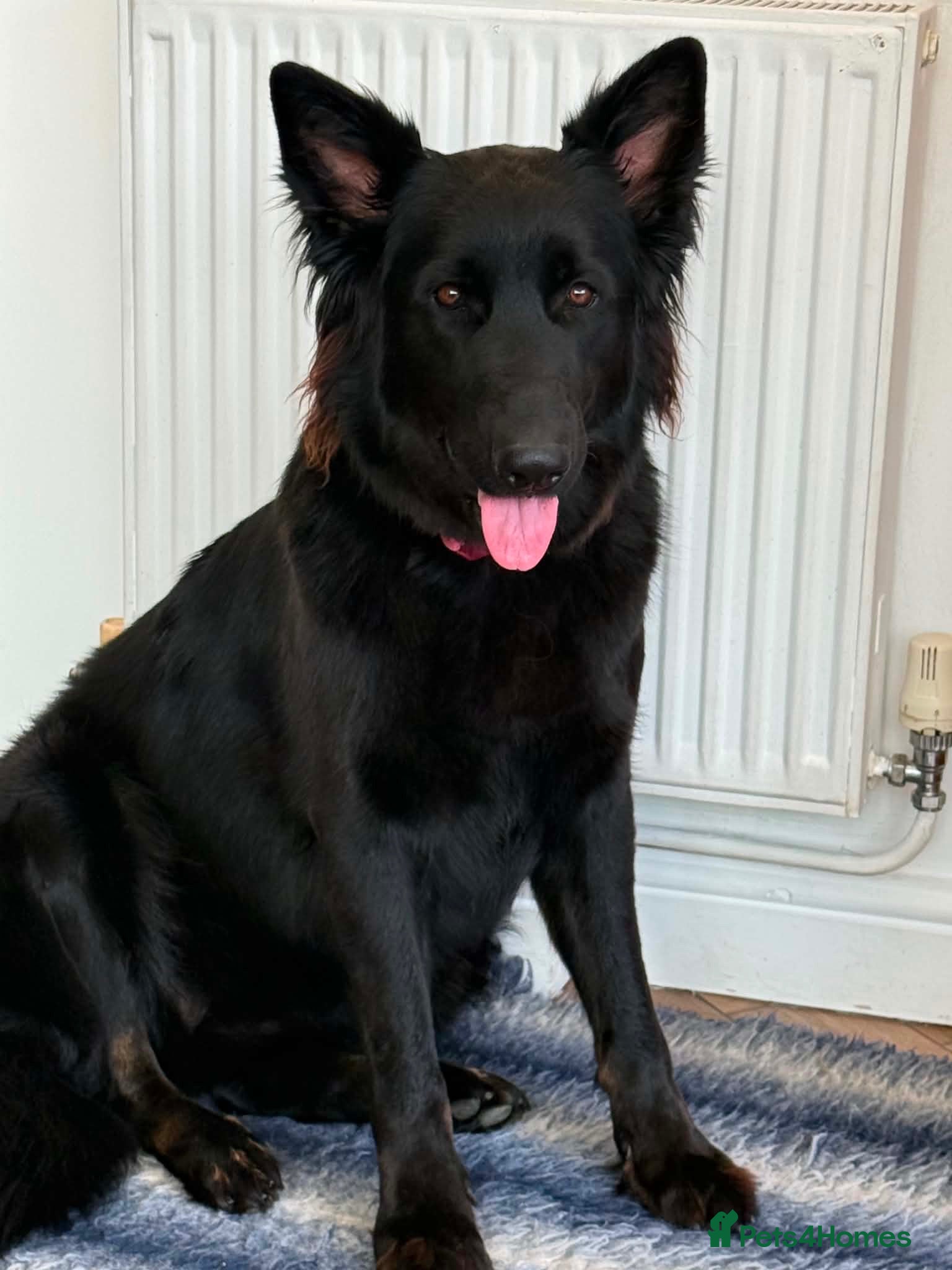 German Shepherd dogs 14 month old German Shepherd female  - Advert 2
