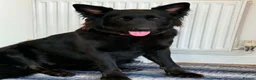 German Shepherd dogs for sale: 14 month old German Shepherd female  - Advert 1