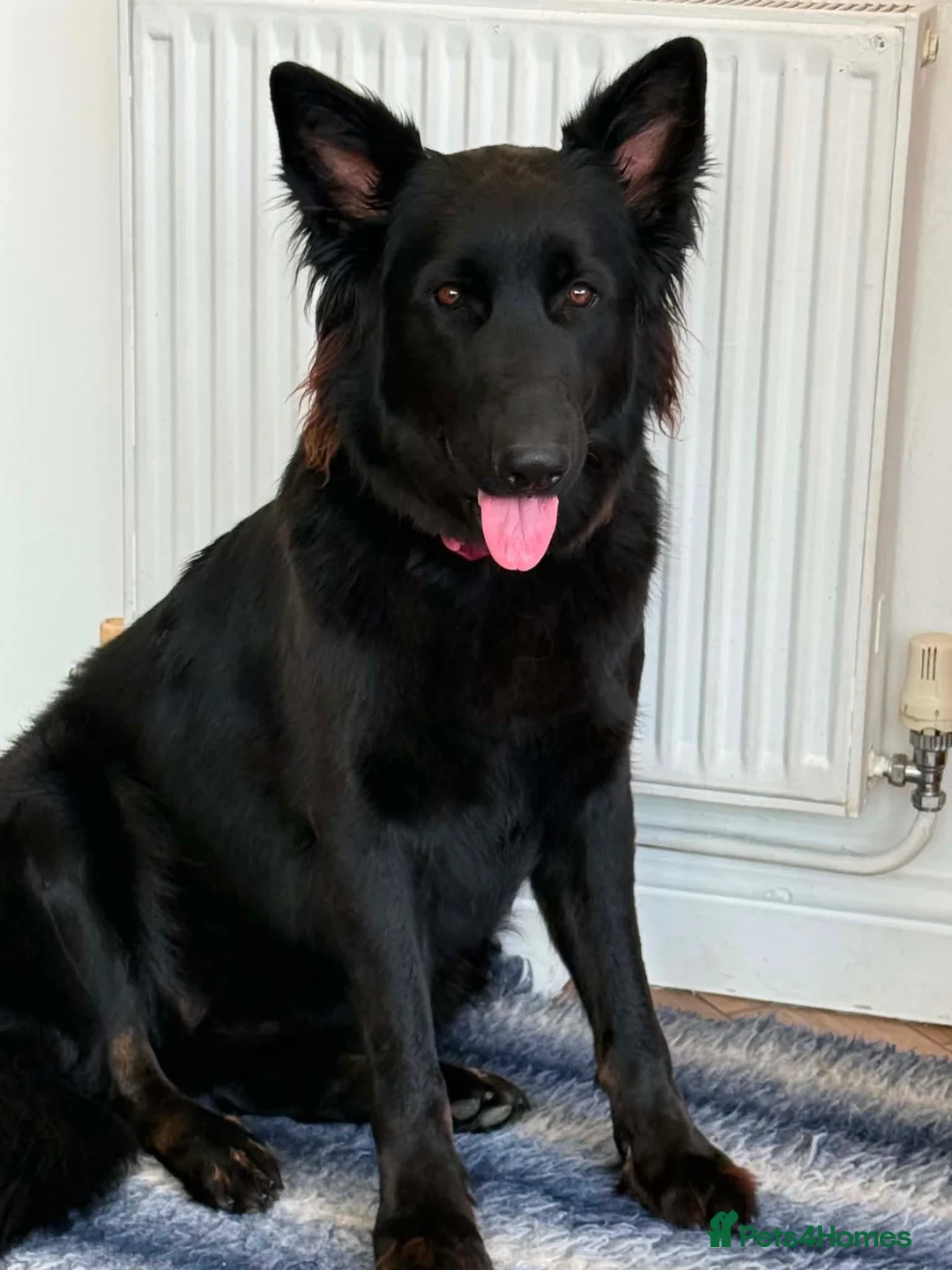 German Shepherd dogs for sale: 14 month old German Shepherd female  - Advert 1