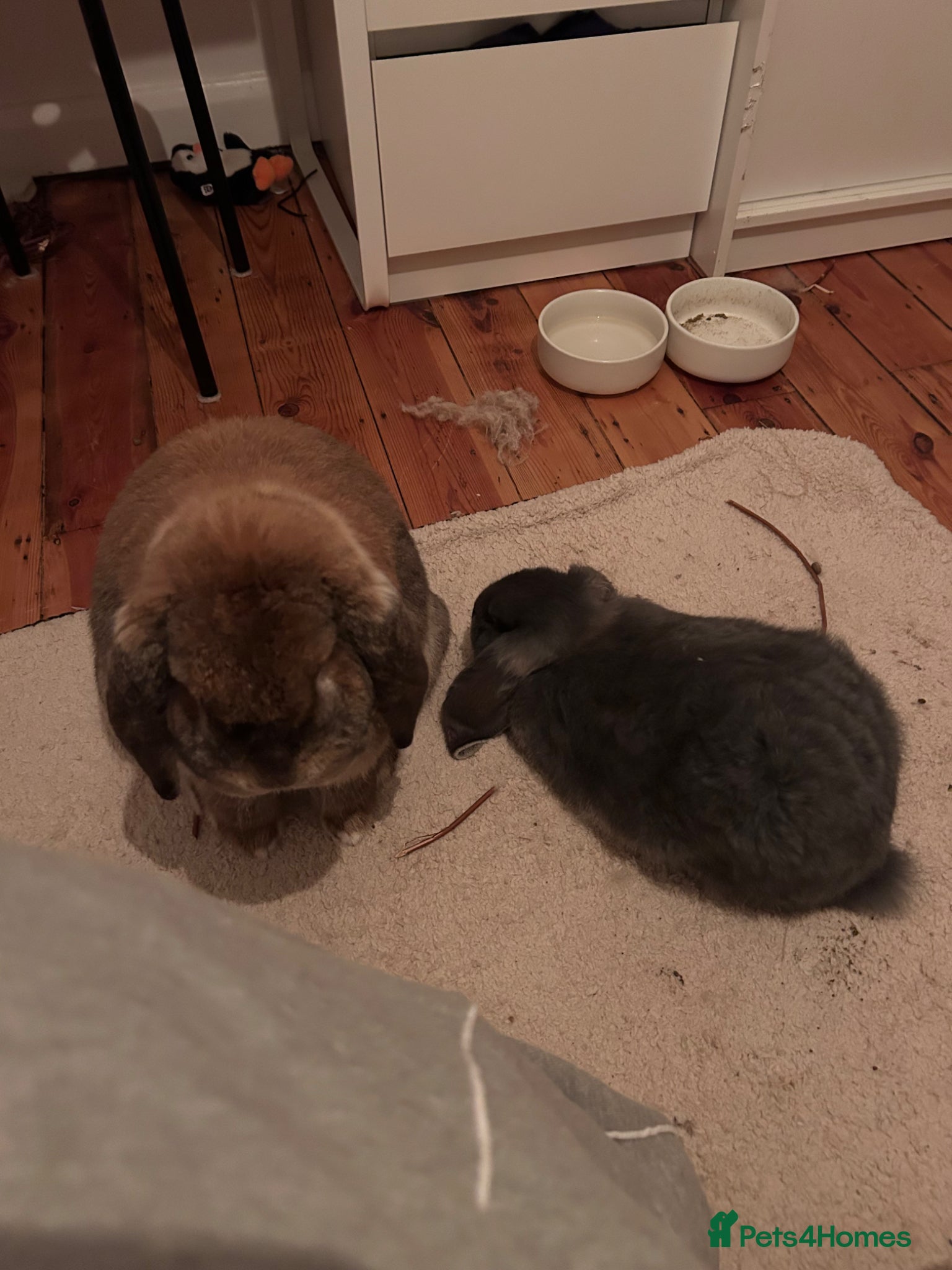 French Lop rabbits for sale: two gorgeous male french lops one giant  in Etchingham - Advert 6