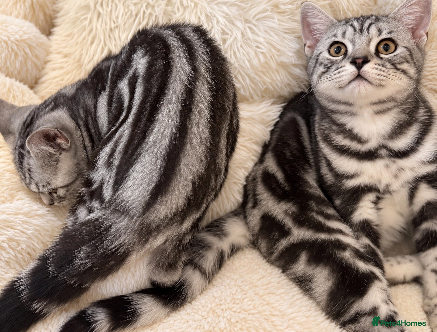 British Shorthair cats Stunning Silver BSH Kittens GCCF Champion Lines - Advert 1