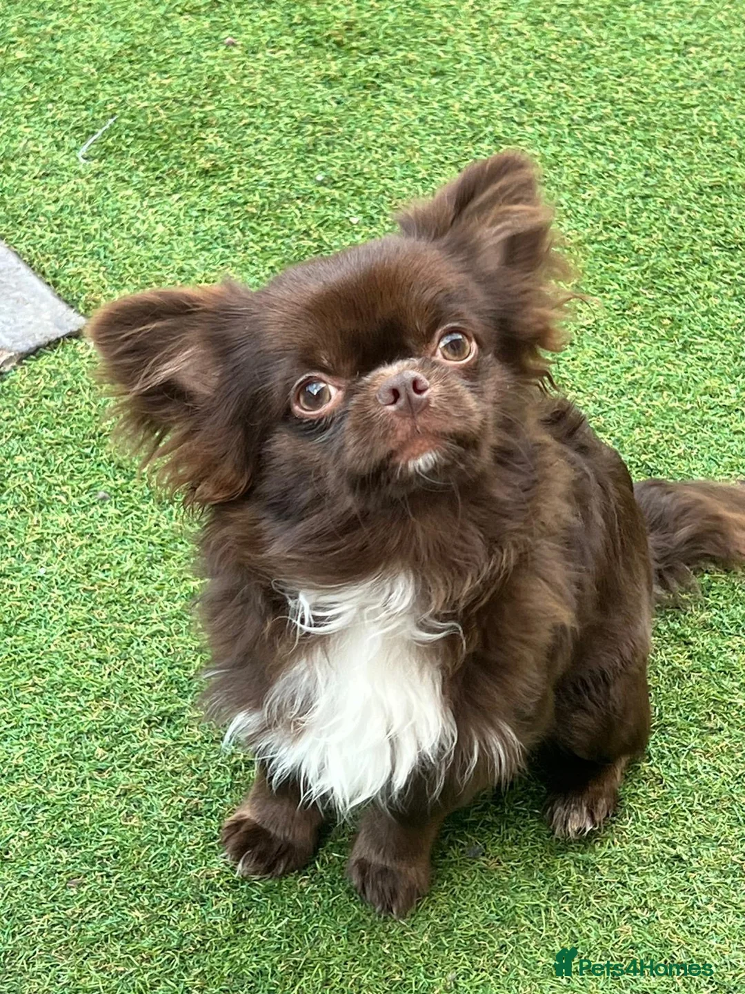 Chihuahua dogs for stud: DONNAJAY Long coat LABORATORY HEALTH TESTED  in Stafford - Advert 2