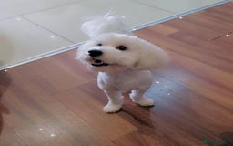 Maltipoo dogs for sale: Cookie - Image 2