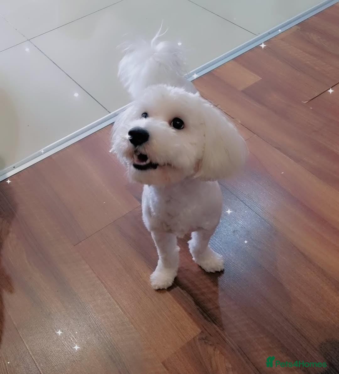 Maltipoo dogs for sale: Cookie - Image 2