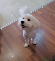 Maltipoo dogs - Advert 6