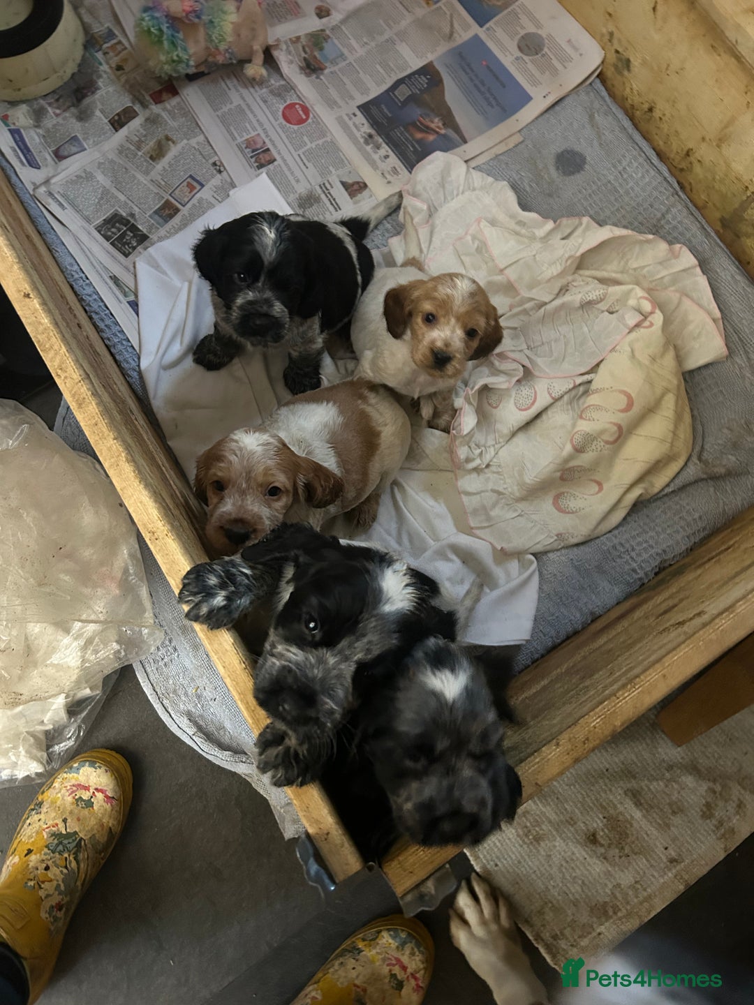 Cocker Spaniel dogs for sale: Cocker spaniel puppies  - Image 2