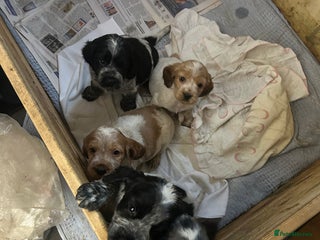 Cocker Spaniel dogs Cocker spaniel puppies - Advert 16