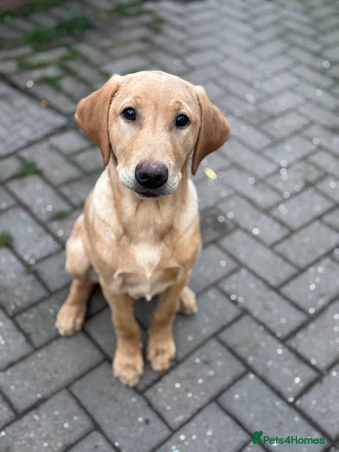Labrador Retriever dogs for sale: Last boy remaining!  KC Reg Labrador - Advert 2