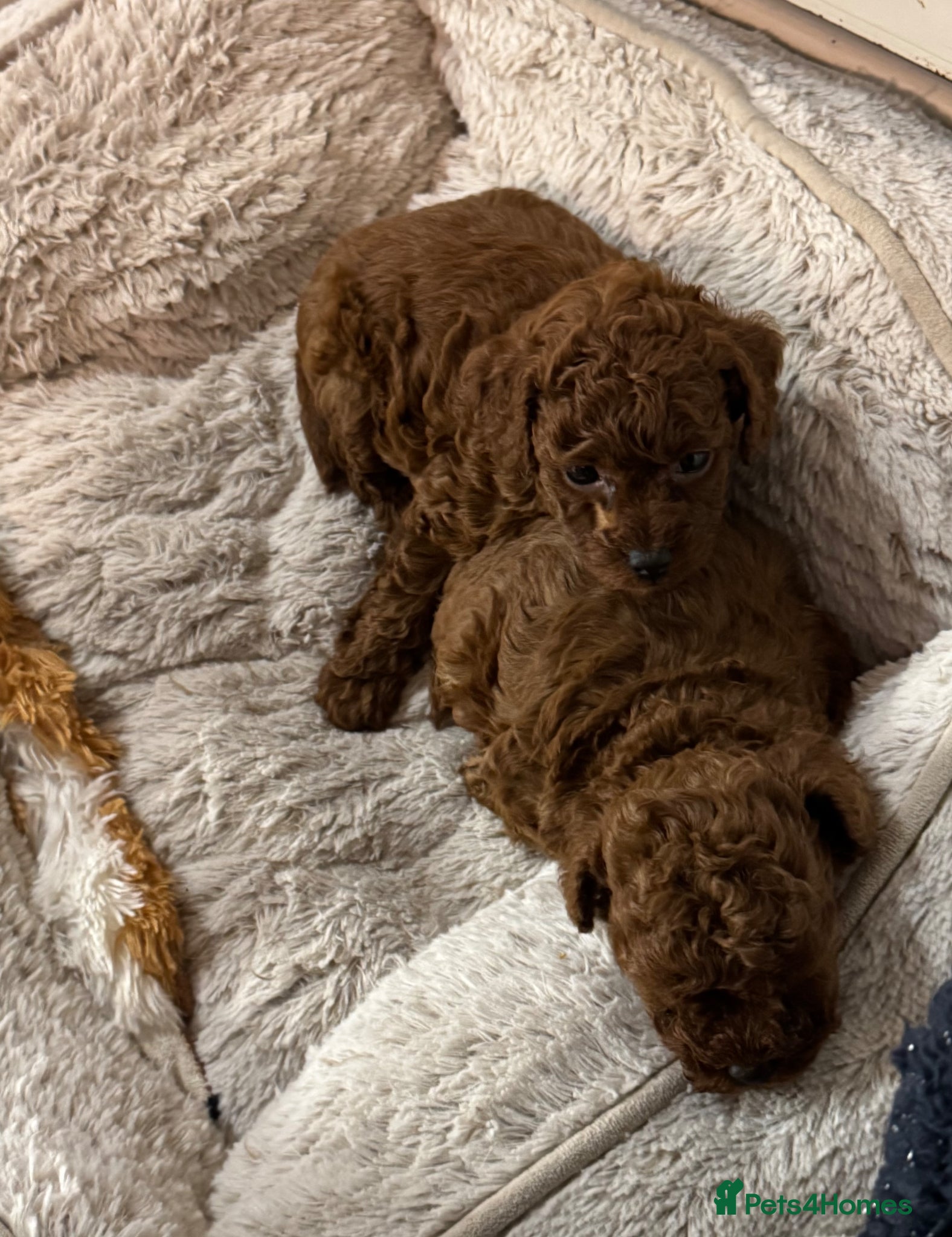Toy Poodle dogs for sale: Asian Poodle Puppies WAITING LIST OPEN - Advert 12