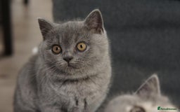 British Shorthair cats for sale: LAST BRITISH SHORTHAIR BLUE - GCCF REGISTERED  - Image 6