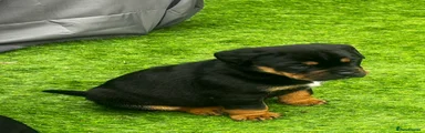 Rottweiler Puppy 3