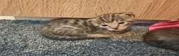 Bengal cats for sale: Adorable Bengal Mix Kittens  in Newmarket - Advert 5
