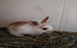 Mini Lop rabbits for sale: Baby lops  - Image 2