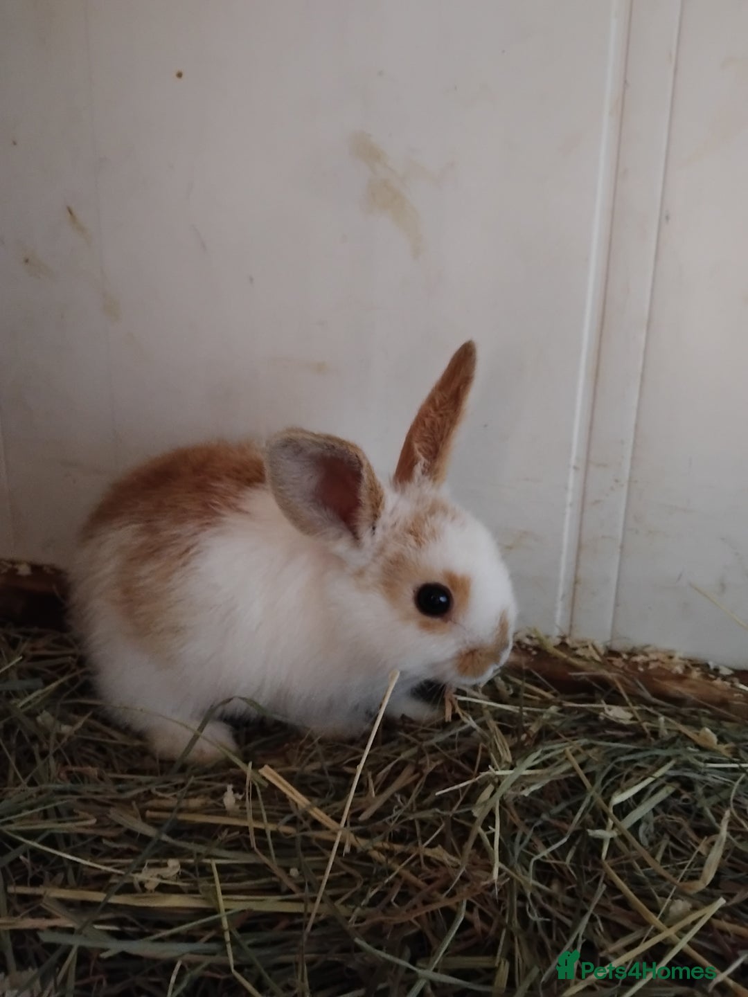 Mini Lop rabbits for sale: Baby lops  - Image 2